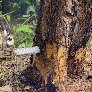 Professional tree felling, tree pruning, stump removal services throughout the Yorkhill area