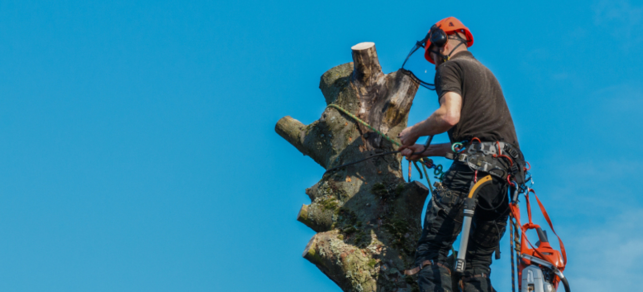 tree dismantling Yorkhill