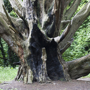 tree preservation orders Yorkhill