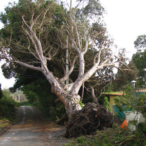 tree uprooted in Yorkhill after a storm
